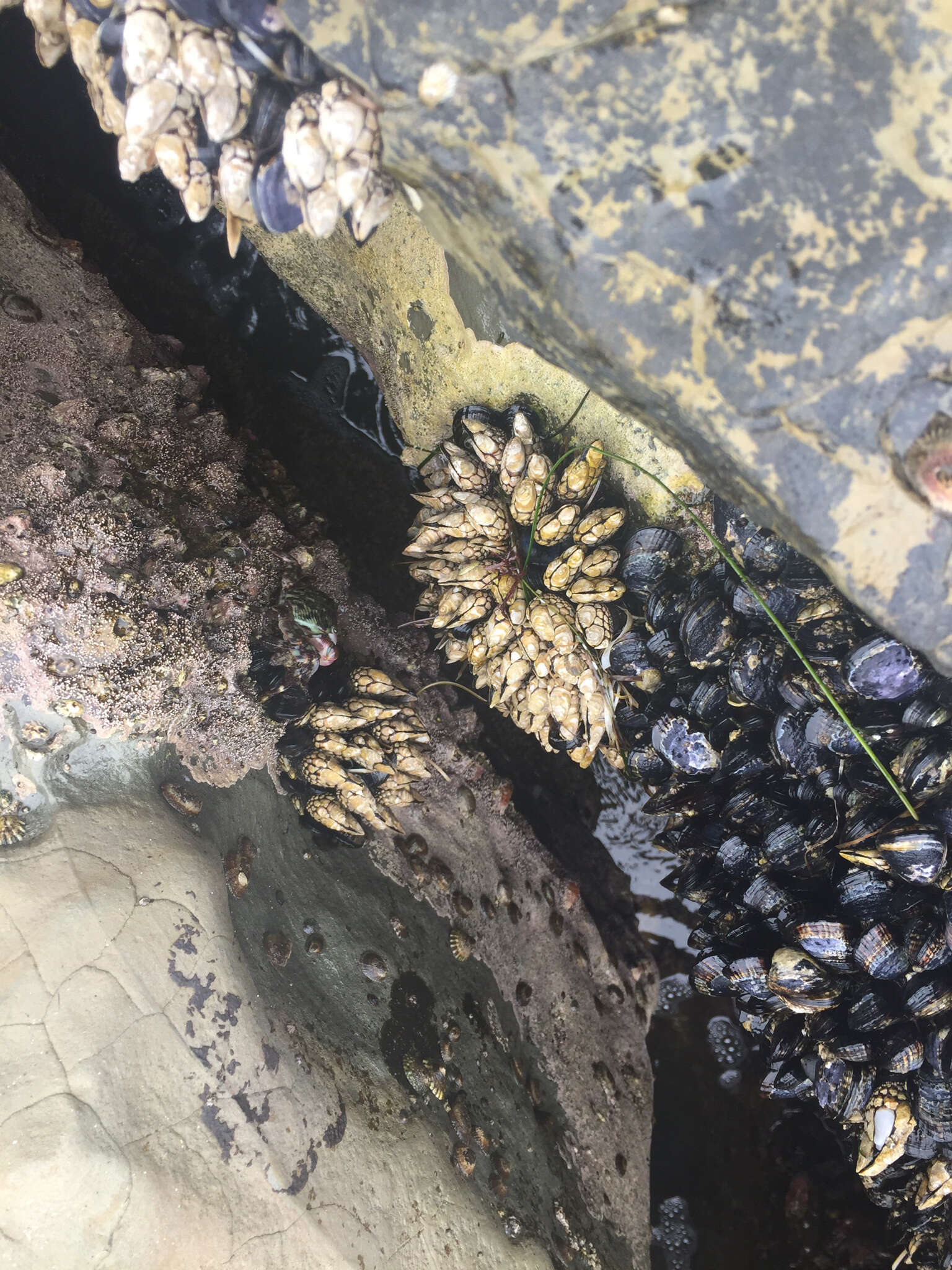 Image of goose-necked barnacle