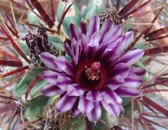 Image of Ferocactus latispinus (Haw.) Britton & Rose