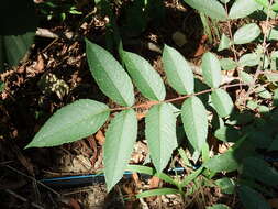 Слика од Rhus chinensis var. roxburghii (DC.) Rehd.