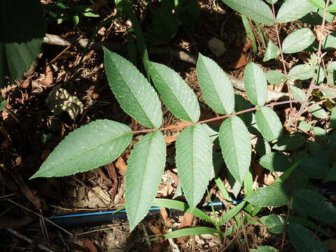 Imagem de Rhus chinensis var. roxburghii (DC.) Rehd.