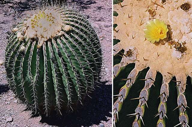 Image of Cactus