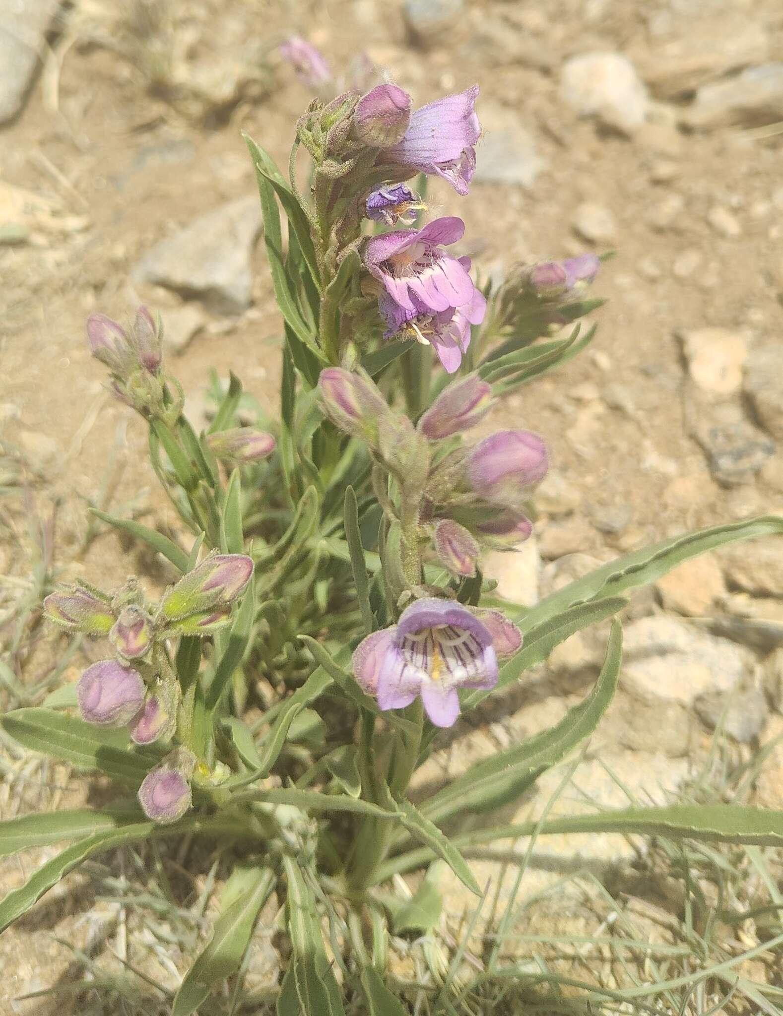 Image of James' beardtongue