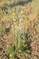 Image of Phlomoides septentrionalis (Popov) Adylov, Kamelin & Makhm.