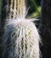 Image of Old Man Cactus