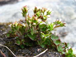 Image of pygmy saxifrage
