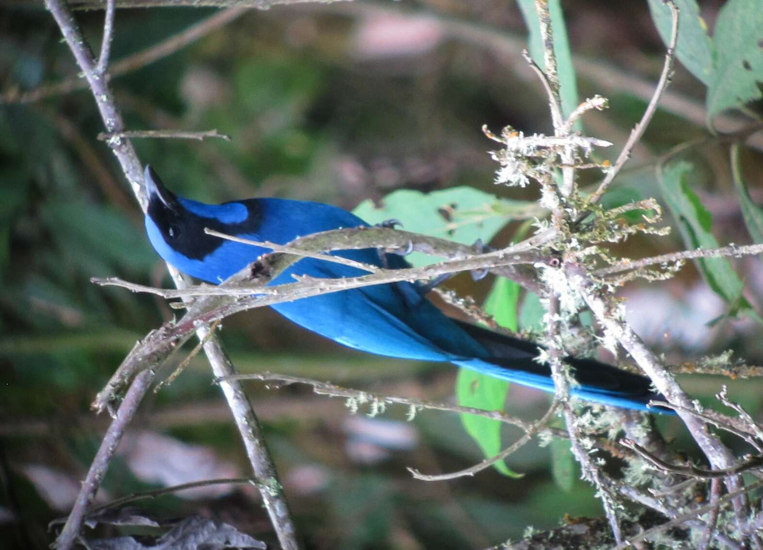 Image of Black-collared Jay