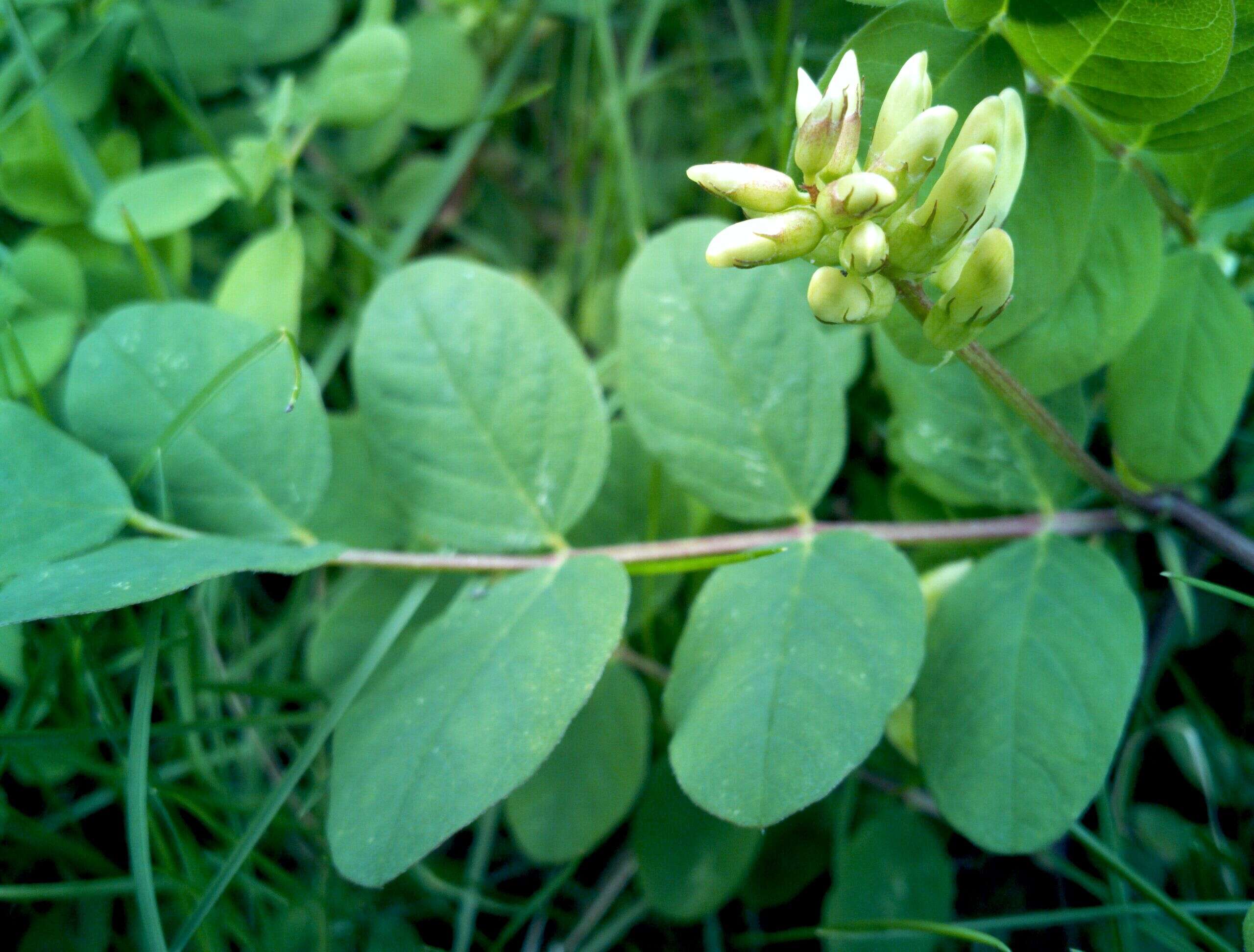 Image of licorice milkvetch