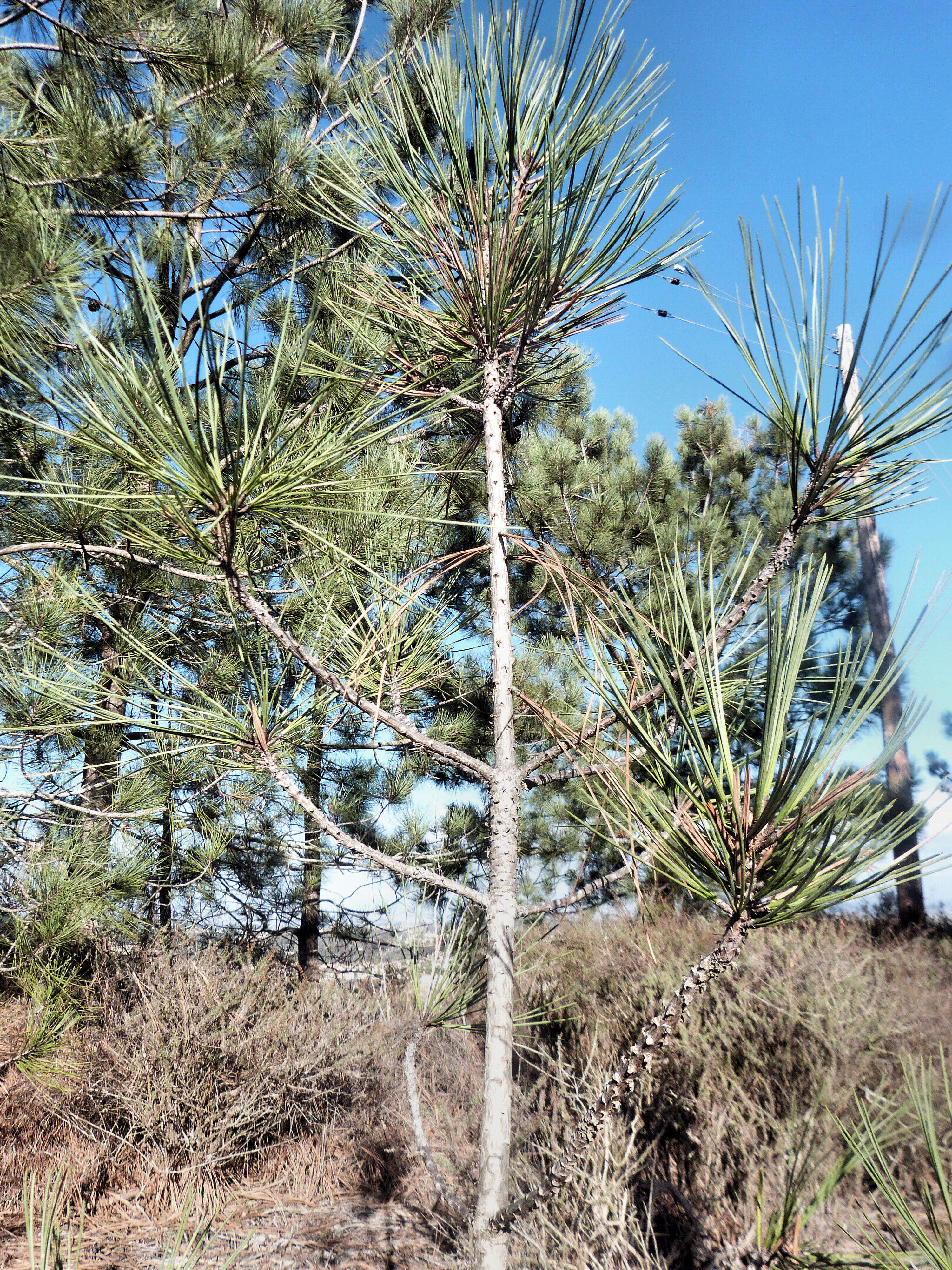 Image of Torrey pine