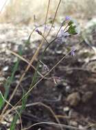 Image of Boechera porphyrea (Wooton & Standl.) Windham, Al-Shehbaz & P. Alexander