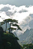 Image of Huangshan Pine