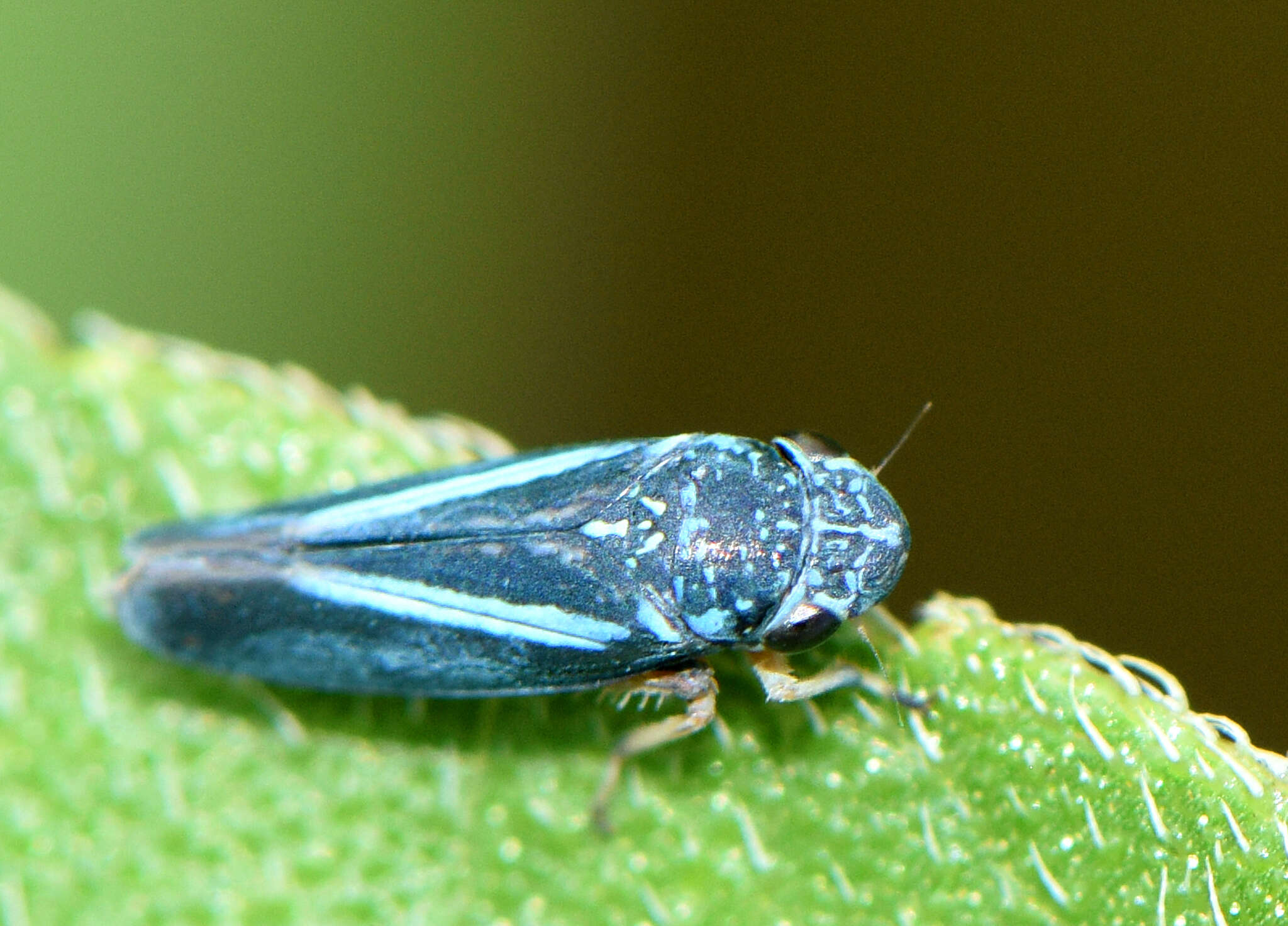 Graphocephala lugubris (Signoret 1854)的圖片