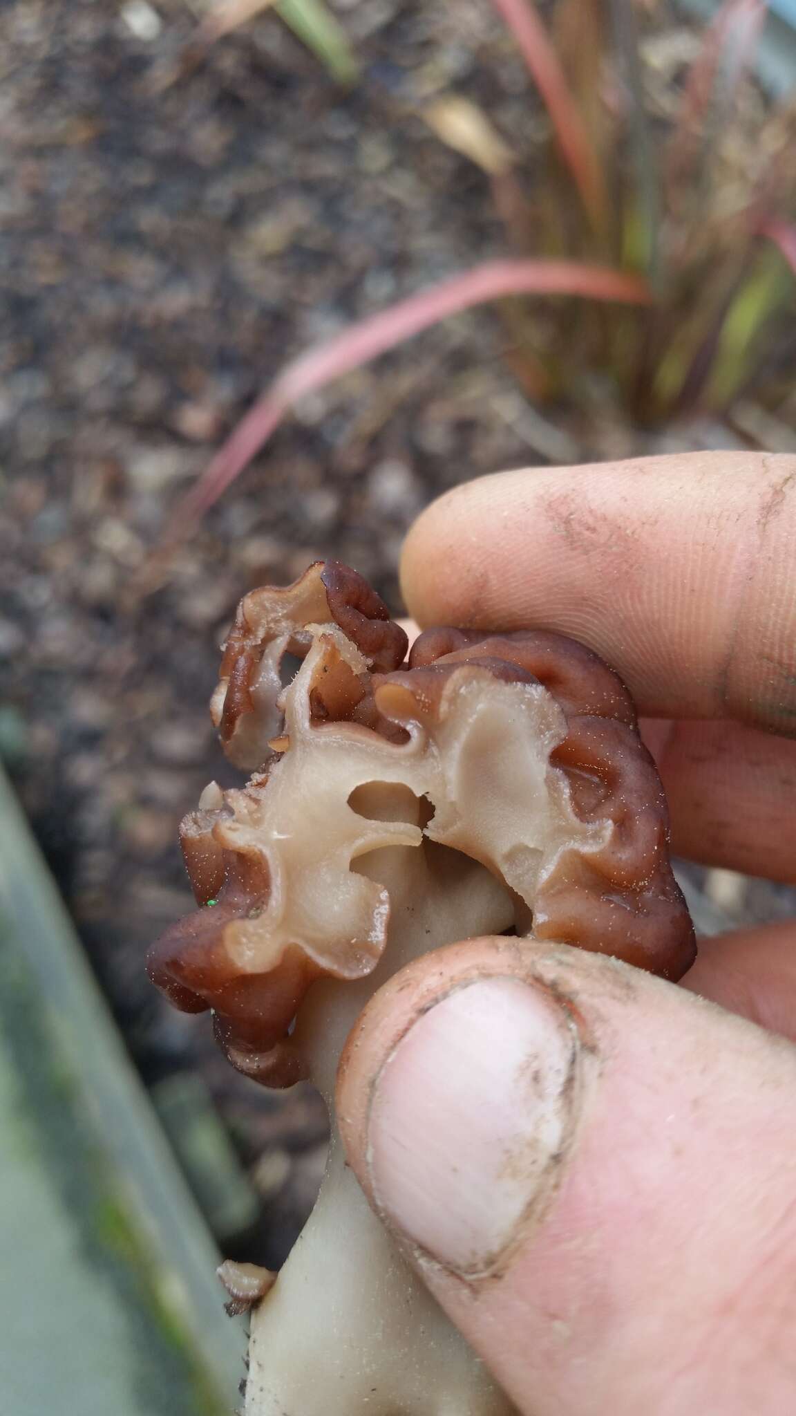 Imagem de Gyromitra tasmanica Berk. & Cooke 1878