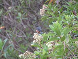 Image of Rufous-browed Conebill