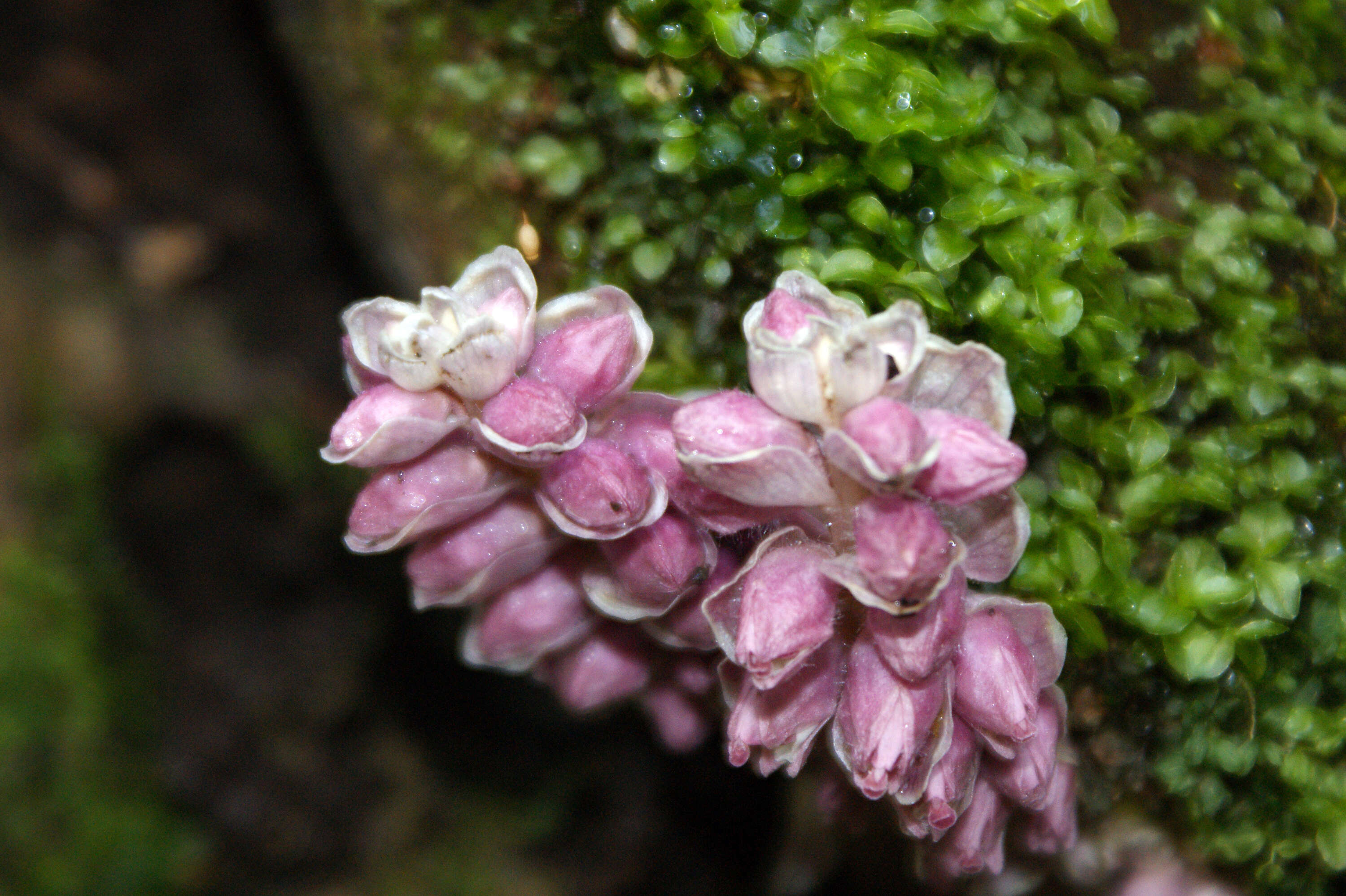 Image of common toothwort