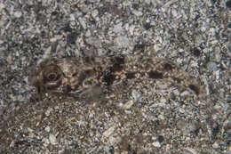 Image of Shadow goby