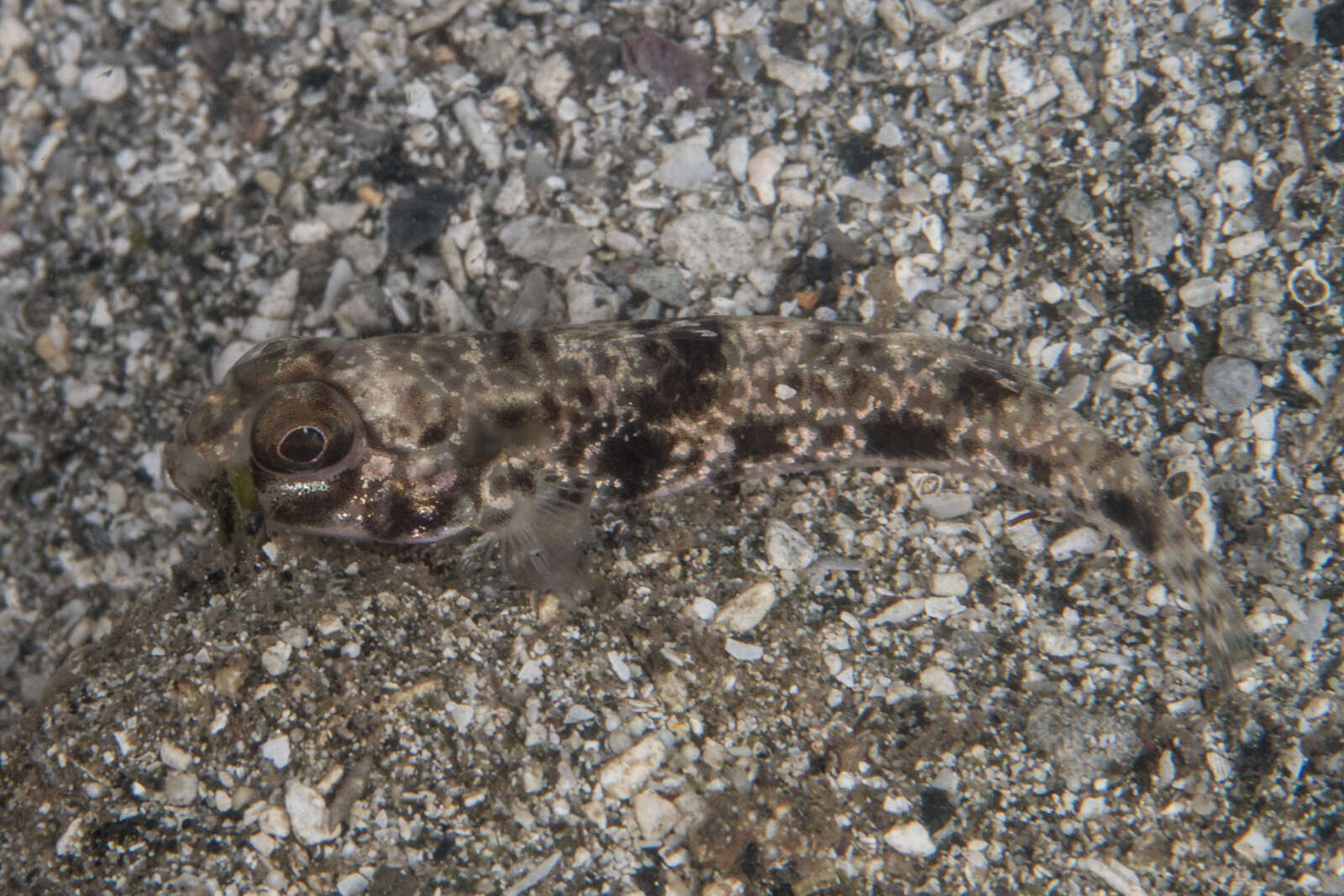 Image de Acentrogobius nebulosus (Forsskål 1775)