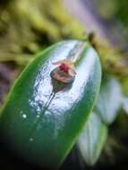 Imagem de Pleurothallis dorotheae Luer