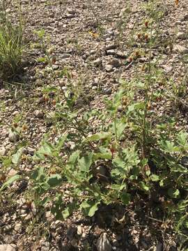 Image of Texas burstwort