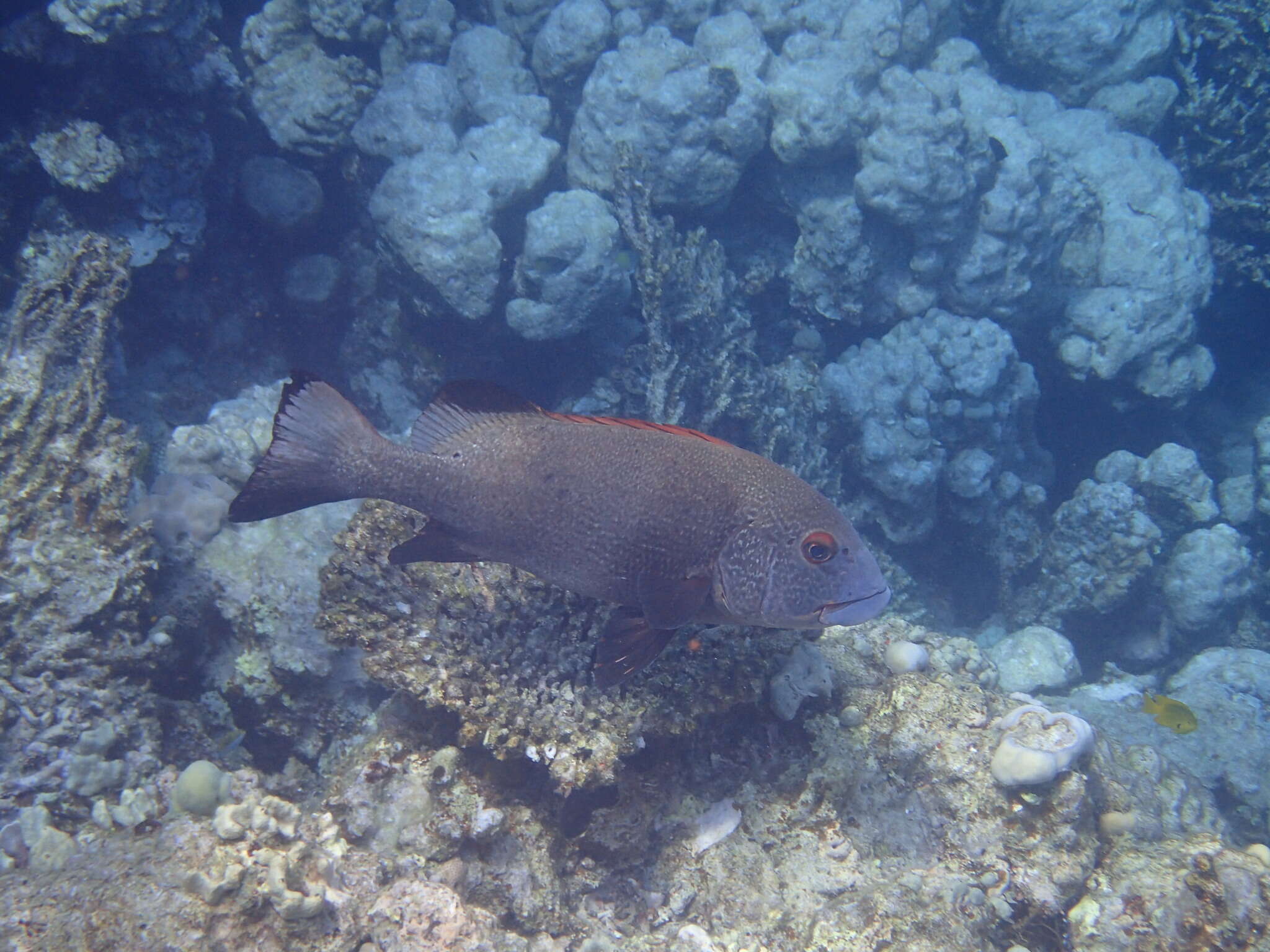 Image of Giant sweetlips