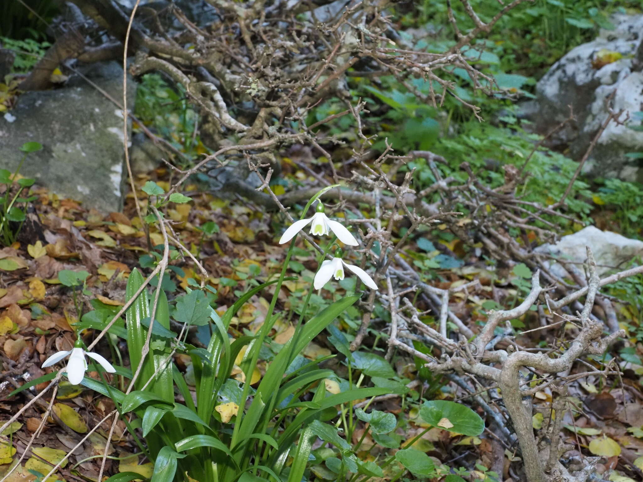 Image of Galanthus ikariae Baker