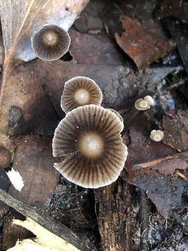 Image of Mycena albidofusca Cleland 1933