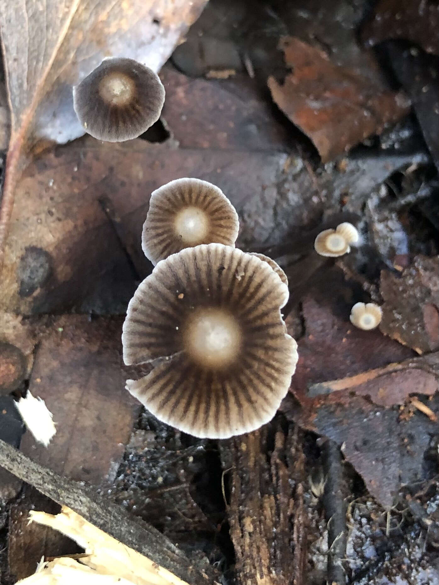 Sivun Mycena albidofusca Cleland 1933 kuva