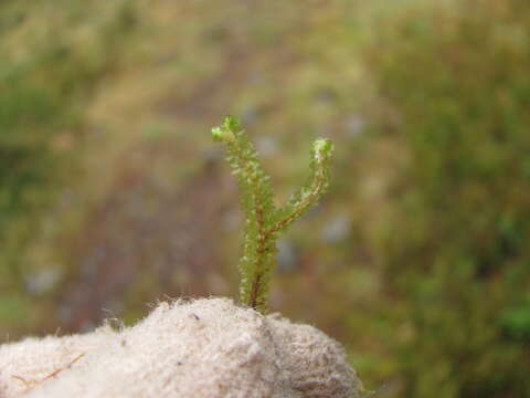 Image of Barbilophozia lycopodioides (Wallr.) Loeske