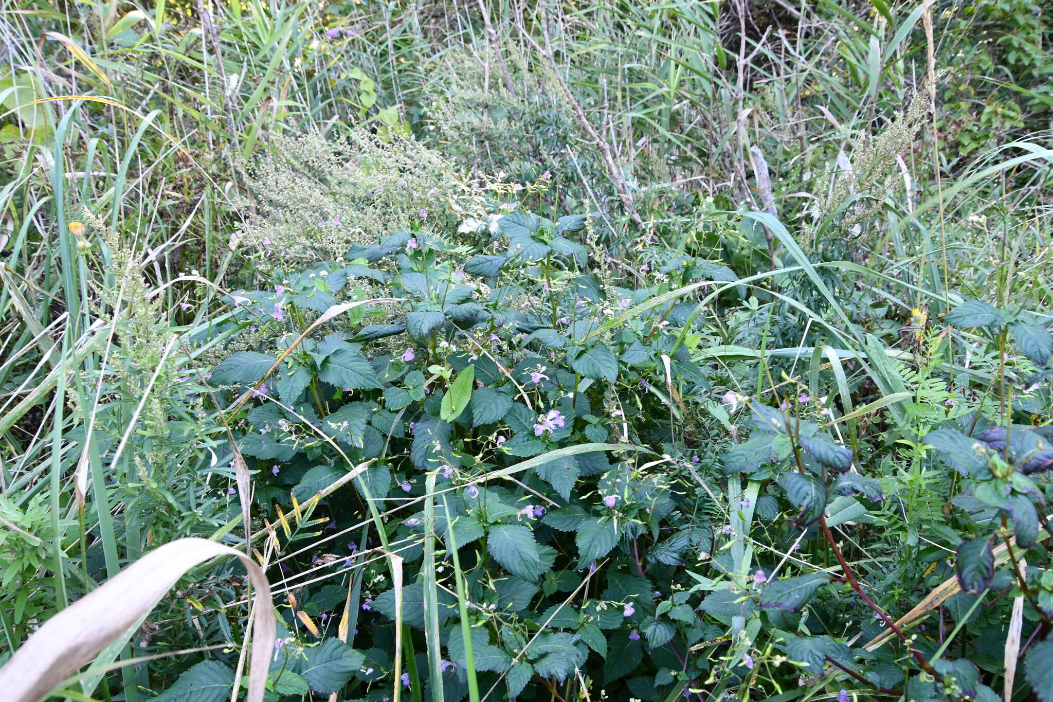 Image de Impatiens furcillata Hemsl. ex Forb. & Hemsl.