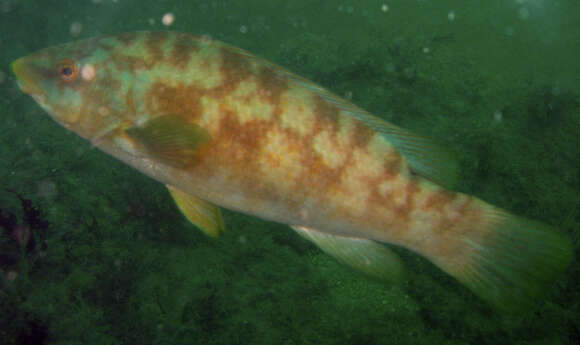 Image of Ballan Wrasse