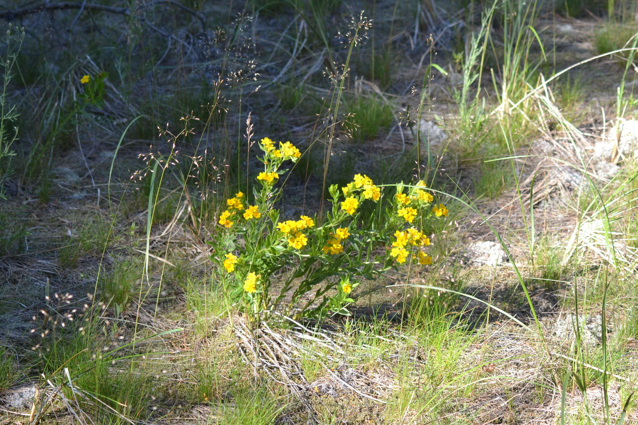 Image of Carolina puccoon