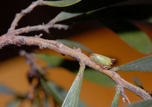 Image of Sextius virescens Fairmaire