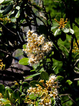 Image of Brachylaena glabra (L. fil.) Druce