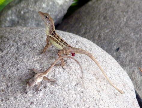 Image of Stripefoot Anole