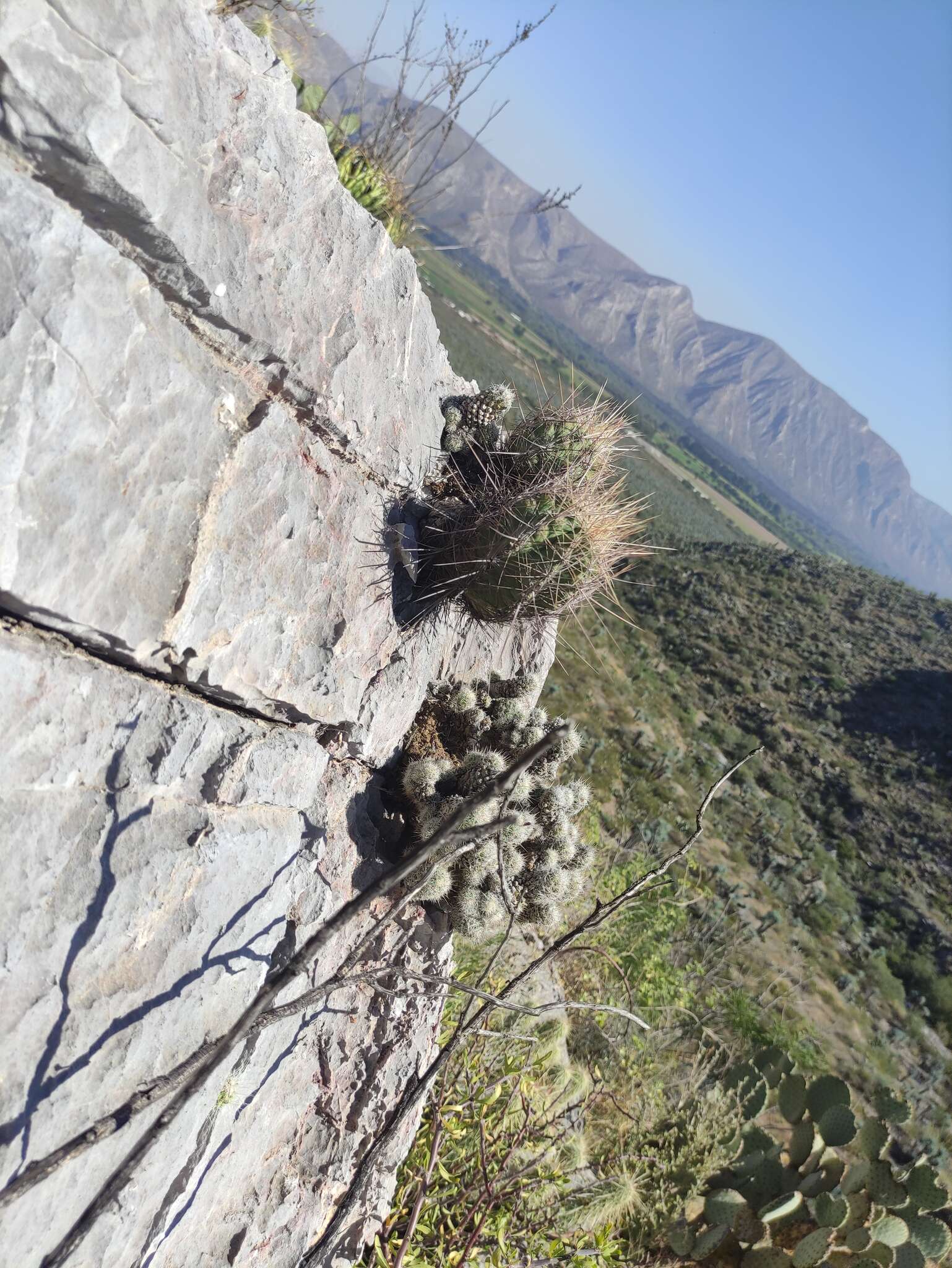 Image of Coryphantha durangensis subsp. durangensis
