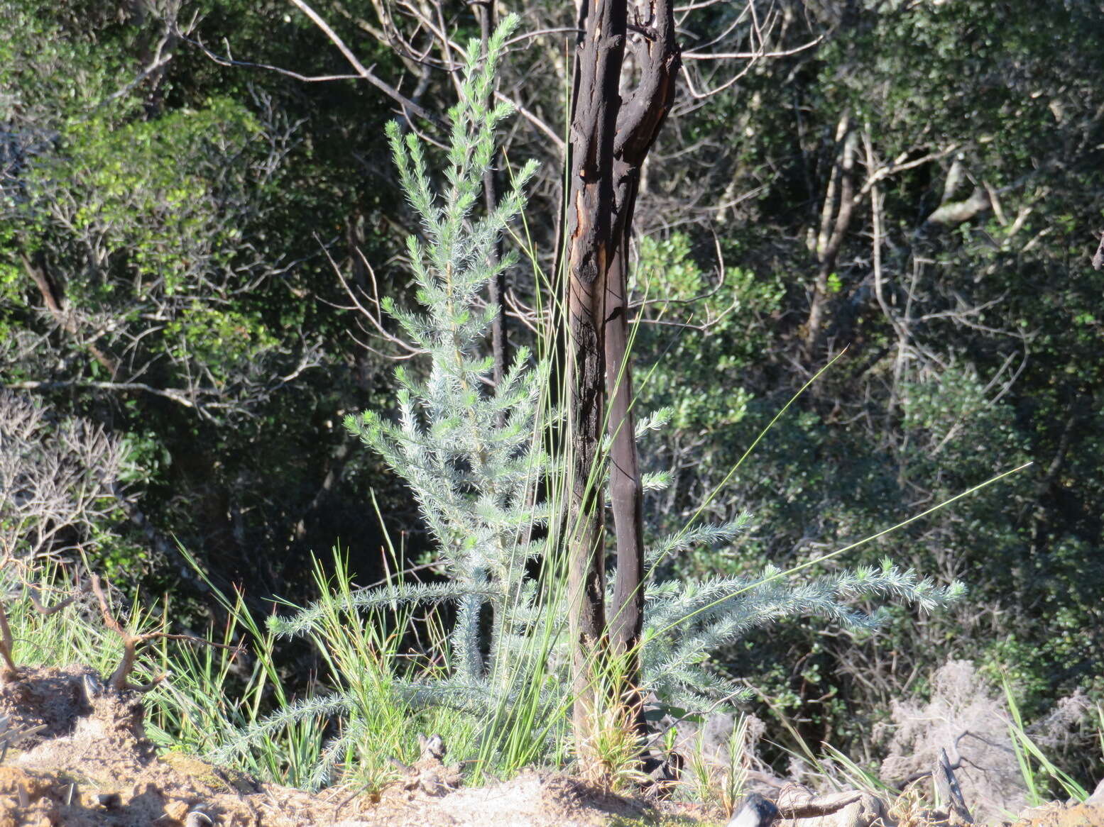 Image of Aspalathus florifera R. Dahlgren