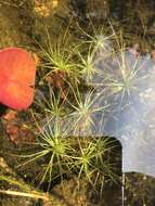 Eriocaulon aquaticum (Hill) Druce resmi