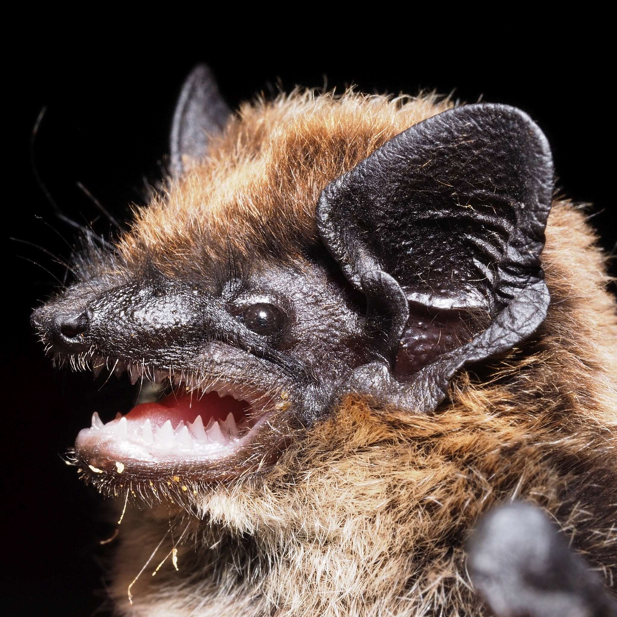 Image de Pipistrelle de Savi