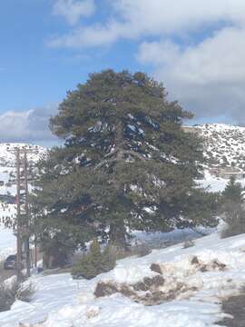 صورة Pinus nigra subsp. nigra