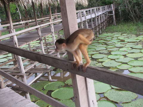 Image of Spix's white-fronted capuchin