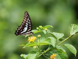 Слика од Graphium eurypylus (Linnaeus 1758)