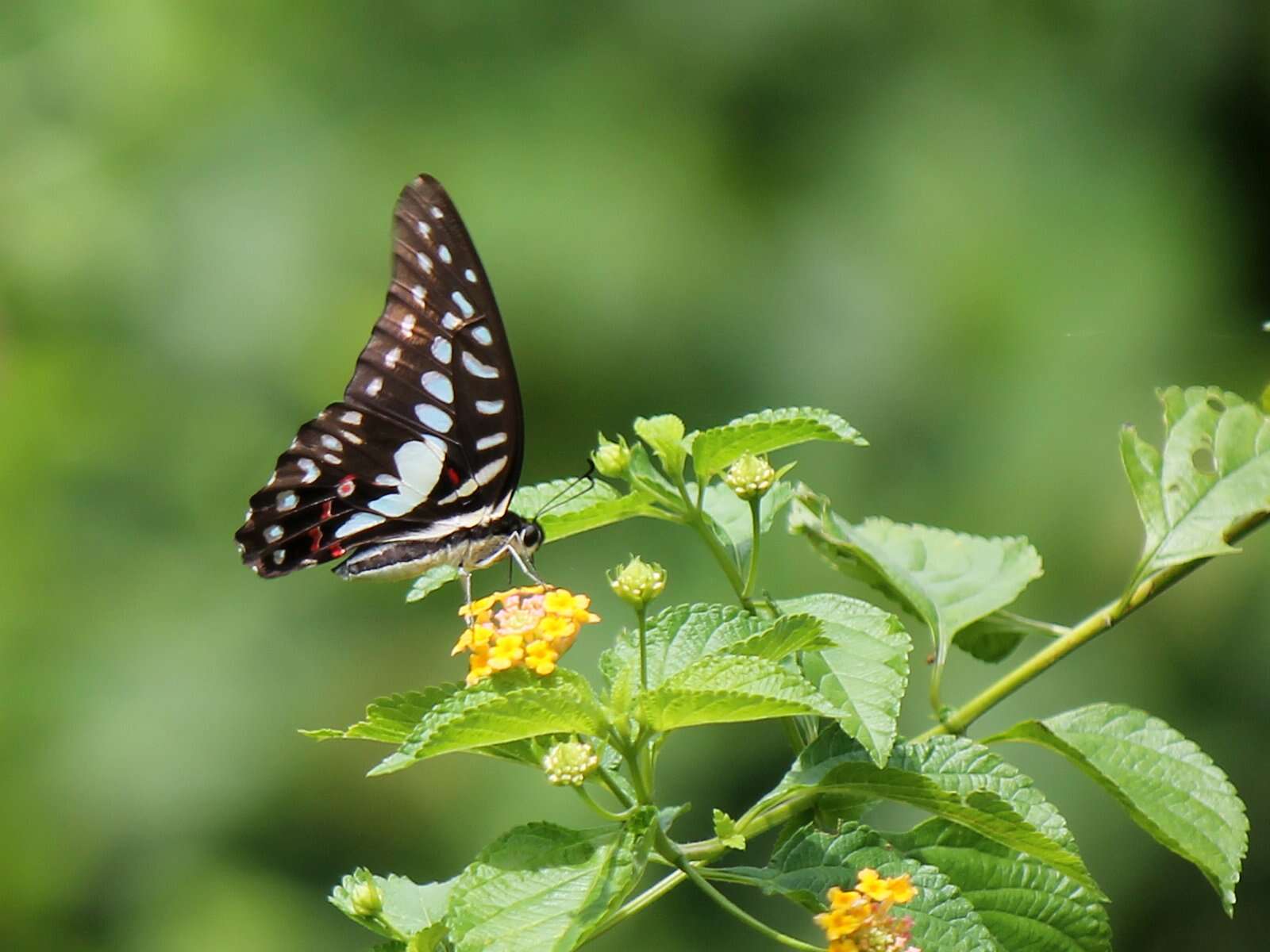 Graphium eurypylus (Linnaeus 1758) resmi