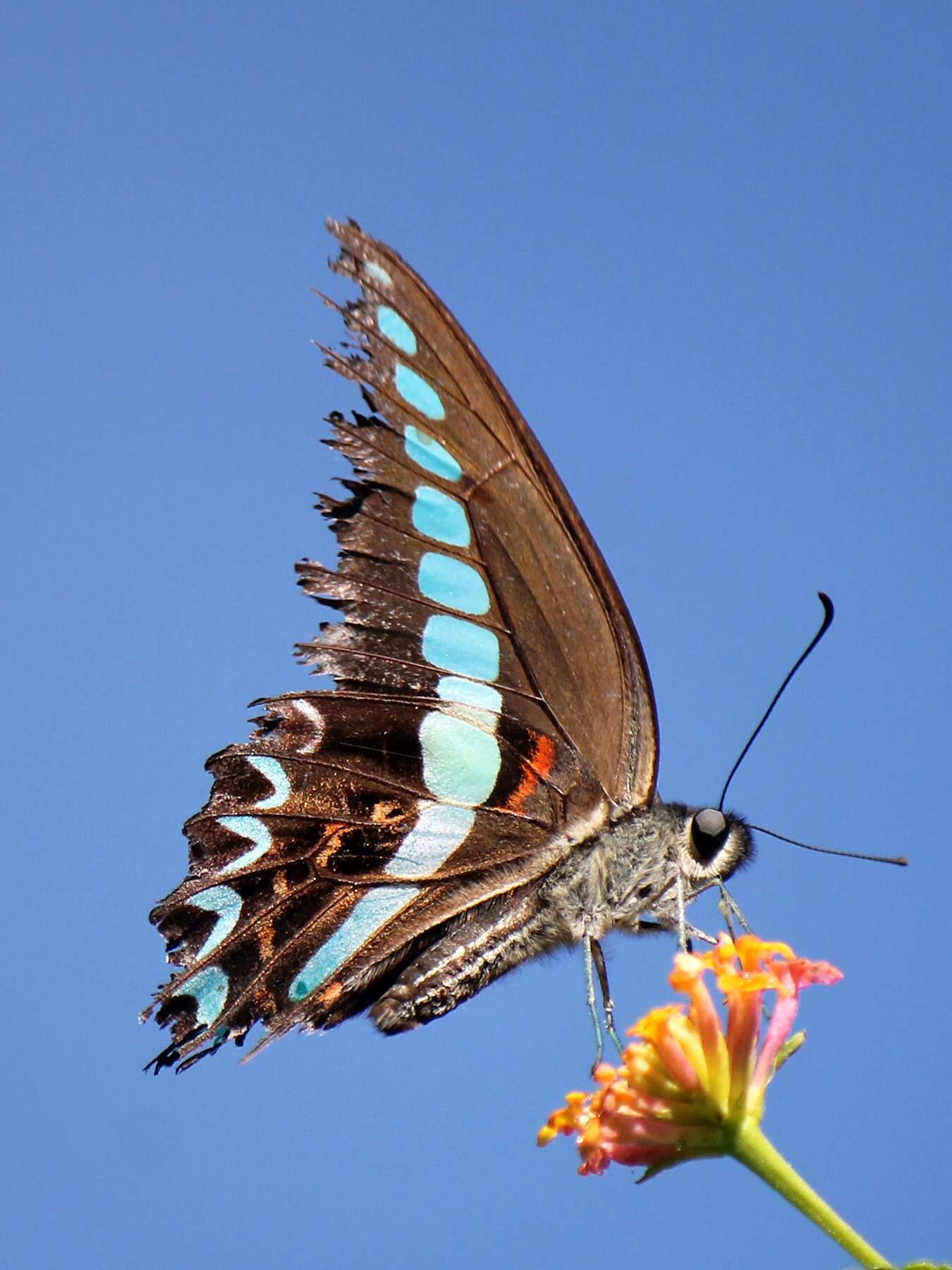 Image of Graphium milon (Felder & Felder 1864)