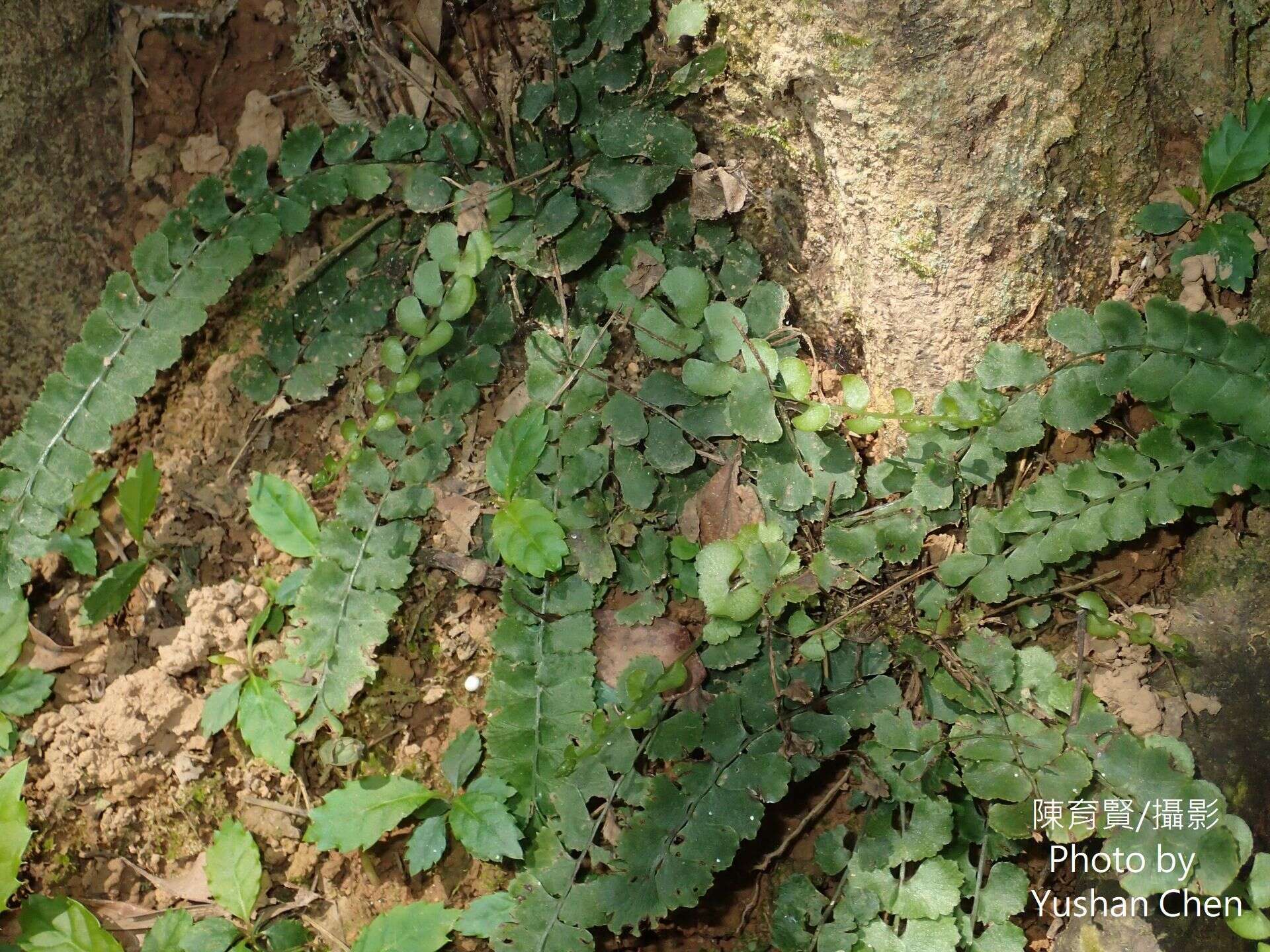 Image of <i>Lindsaea <i>orbiculata</i></i> var. orbiculata