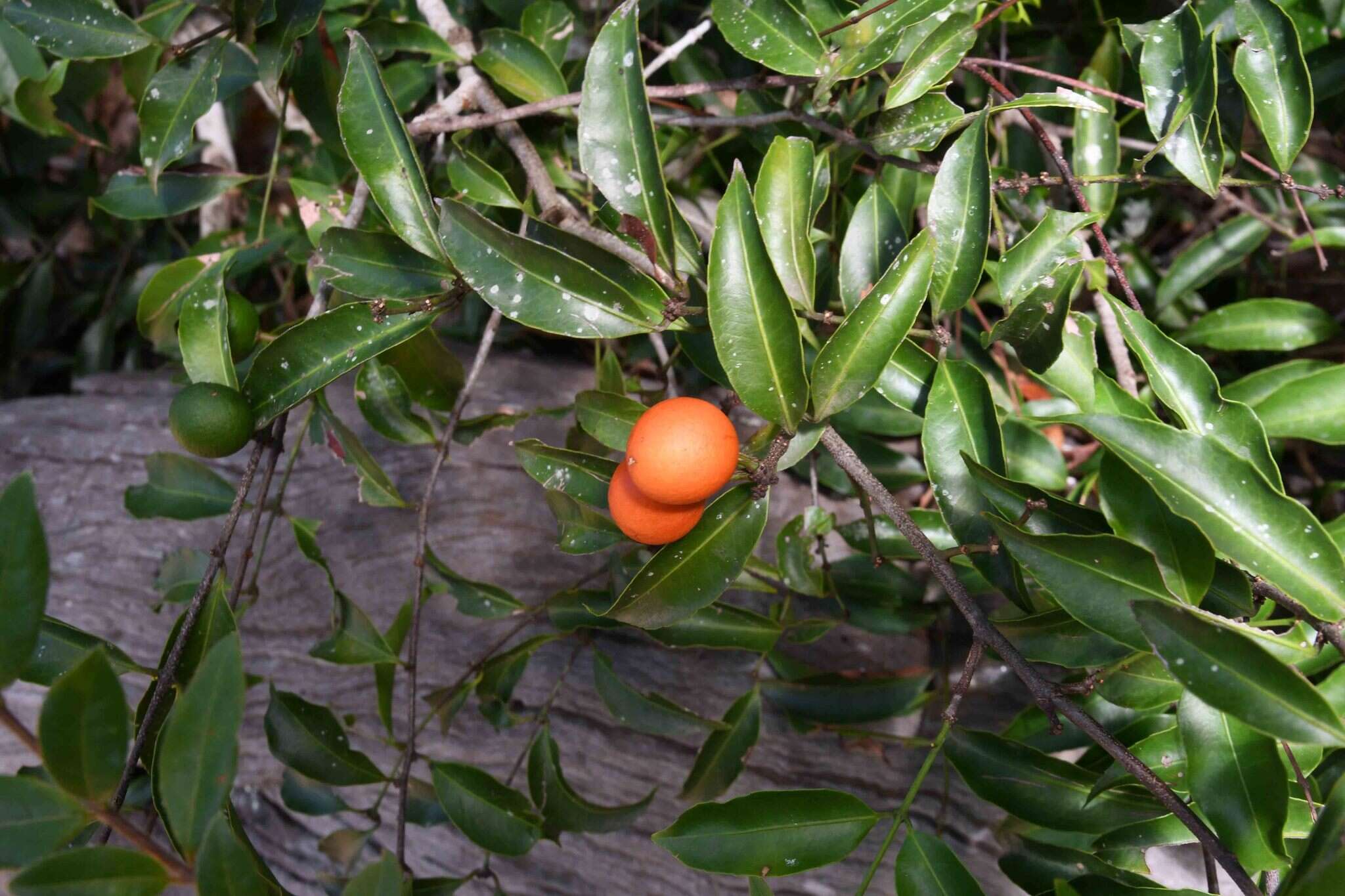 Image of Salacia leptoclada Tul.