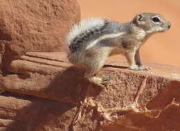 Image of white-tailed antelope squirrel