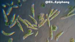 Imagem de Euglena polymorpha
