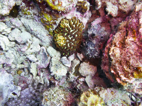 Image of Boulder Brain Coral