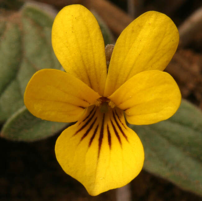 Image of goosefoot violet