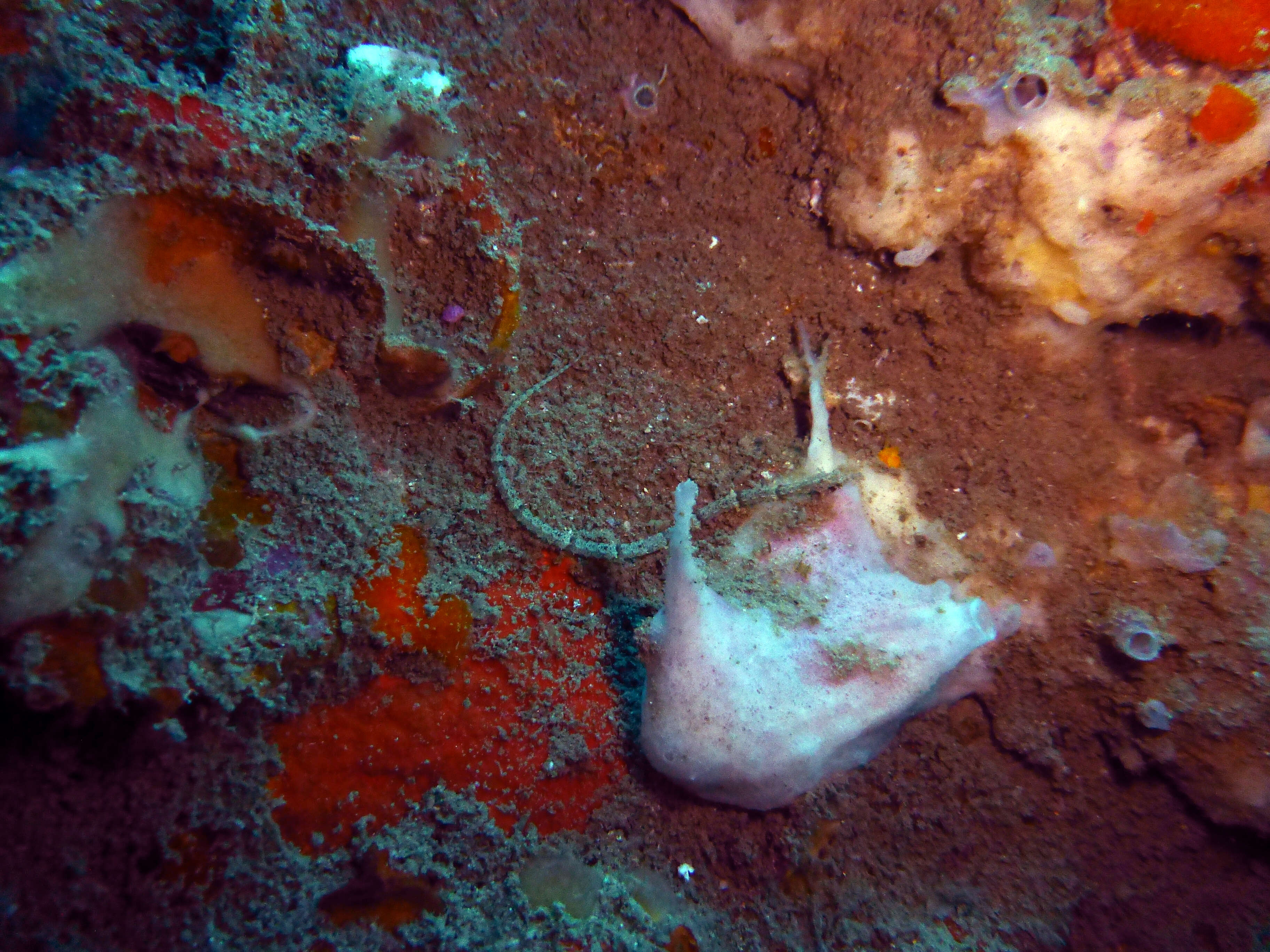 Image de Poisson-pipe annelé