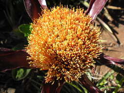 Image of Paintbrush lily